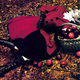 Image for article titled Join Us For Vogue's Smallest September Issue Ever!